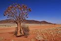 053 Namib Desert, kokerboom